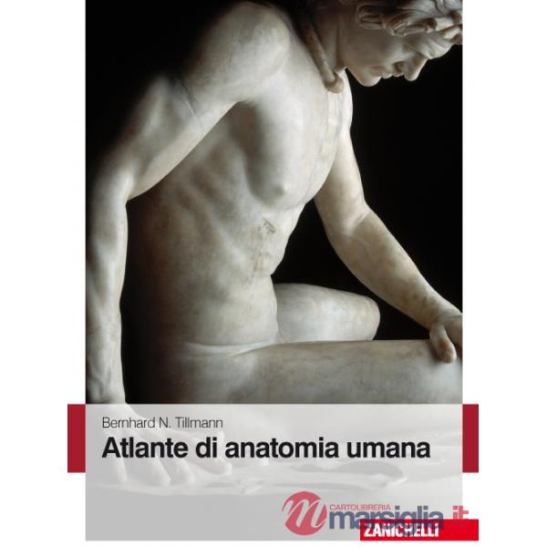 ATLANTE ANATOMIA UMANA
