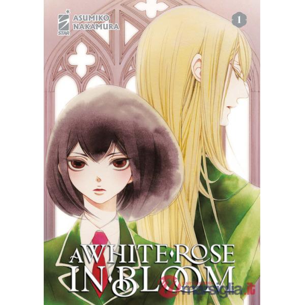 White rose in bloom (A). Vol. 1