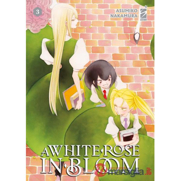 White rose in bloom (A). Vol. 3