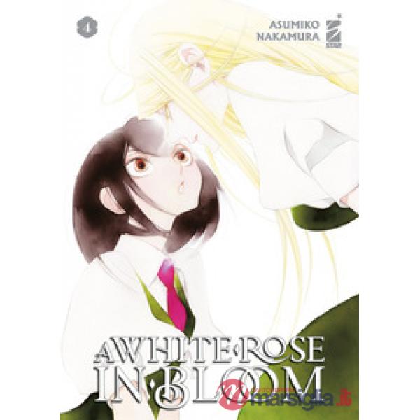 White rose in bloom (A). Vol. 4