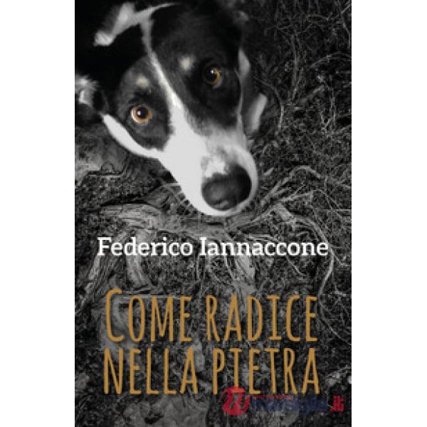 Come radice nella pietra