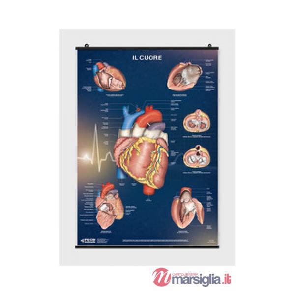 CUORE (IL)