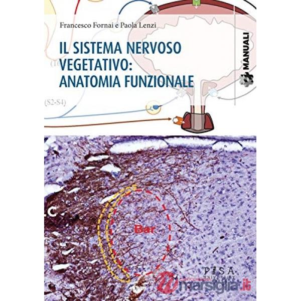 Sistema nervoso vegetativo: anatomia funzionale (Il)