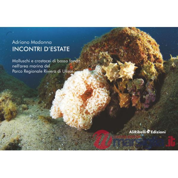 Incontri d'estate: molluschi e crostacei di basso fondo nell'area marina del Parco Riviera di Ulisse