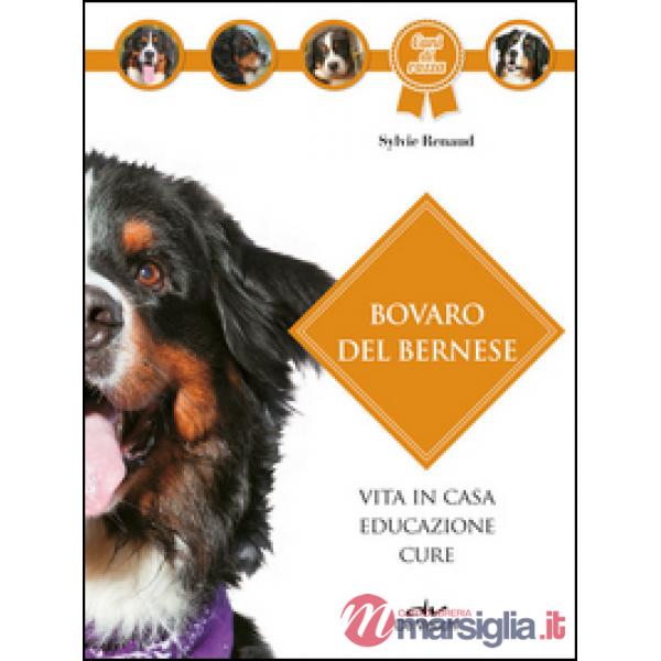 Bovaro bernese