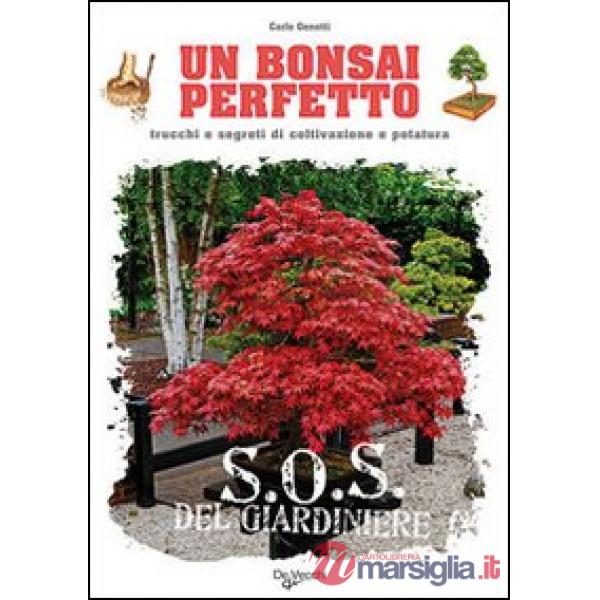Bonsai perfetto (Un)