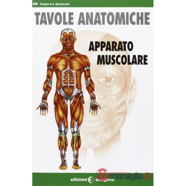 Apparato muscolare. Tavole anatomiche