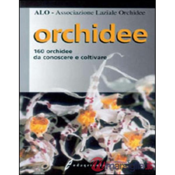Orchidee