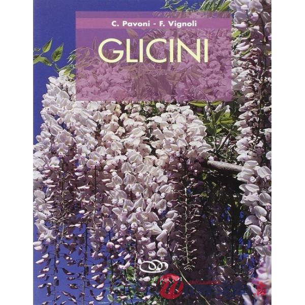 Glicini