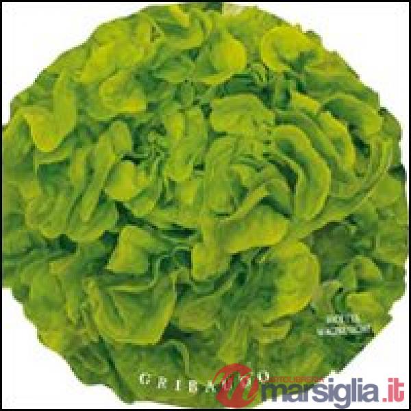 Insalate. Ricette magnetiche