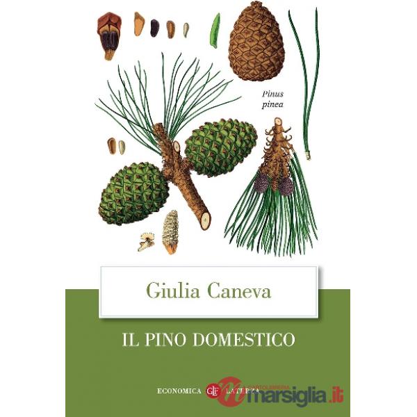 Pino domestico (Il)