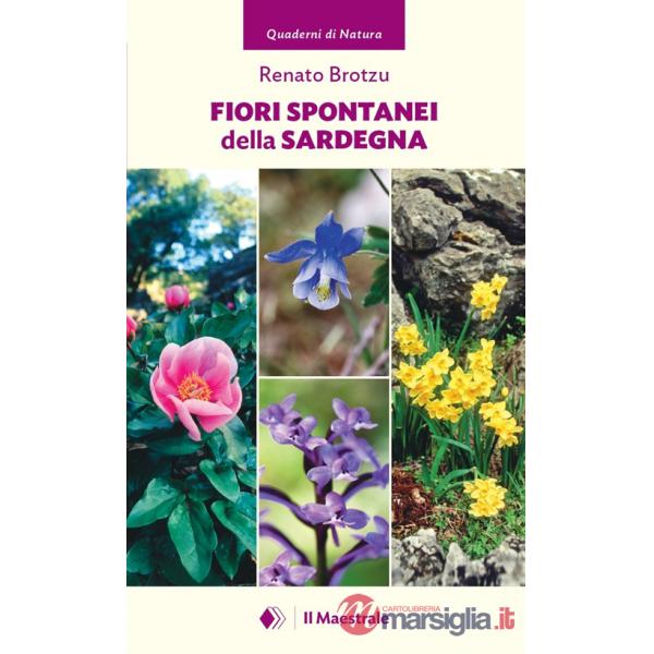 Fiori spontanei della Sardegna