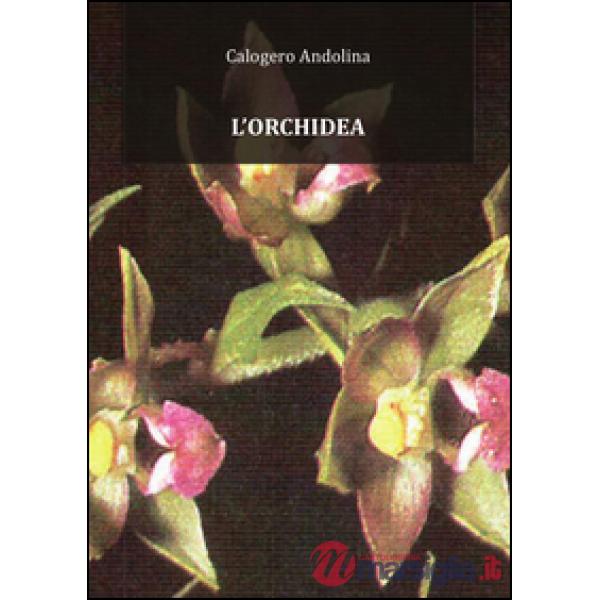 Orchidea (L')