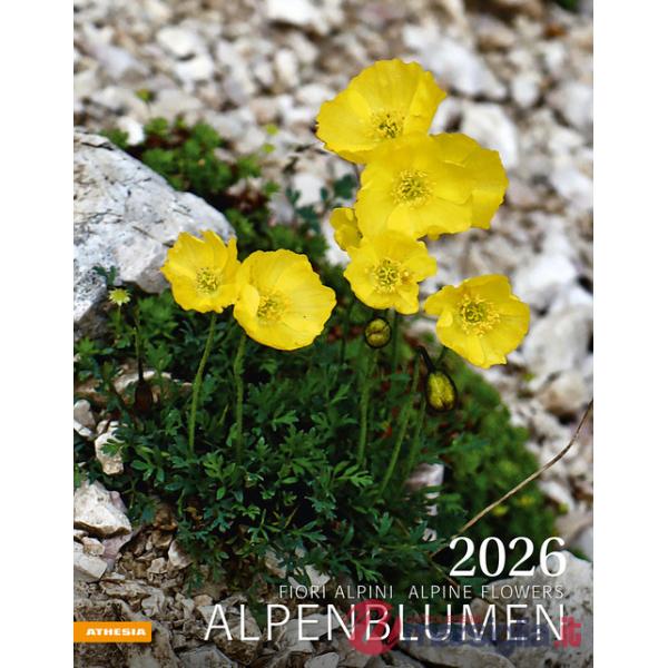 Alpenblumen. Fiori alpini. Calendario grande 2026