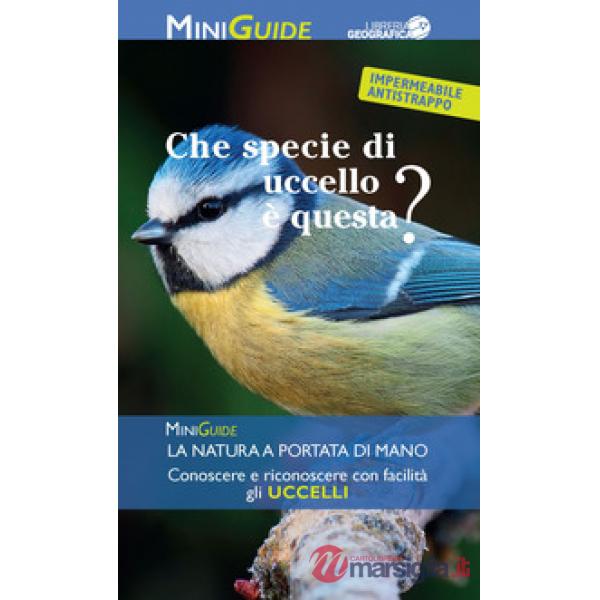 Che specie di uccello è questa?