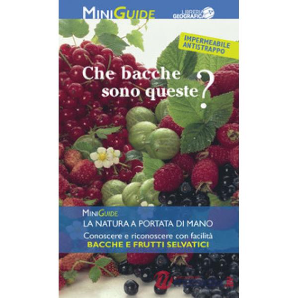 Che bacche sono queste?