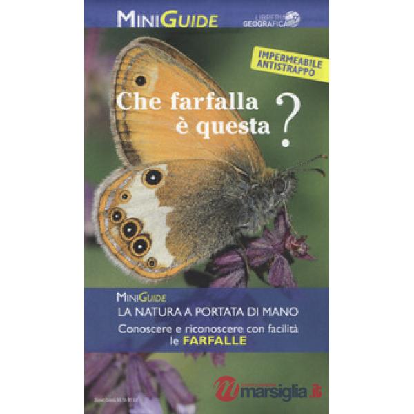Che farfalla è questa?