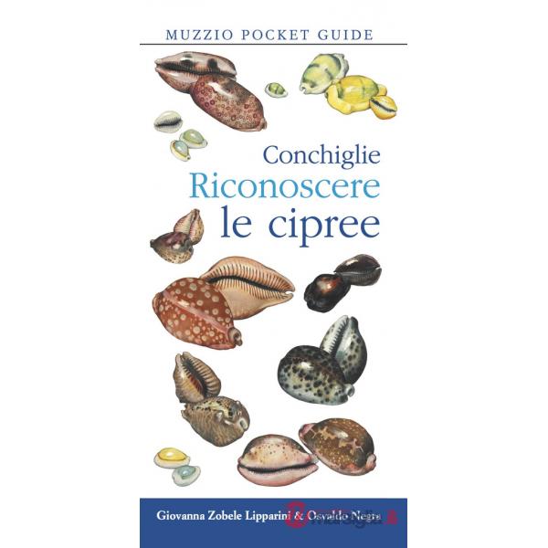 Conchiglie. Riconoscere le cipree