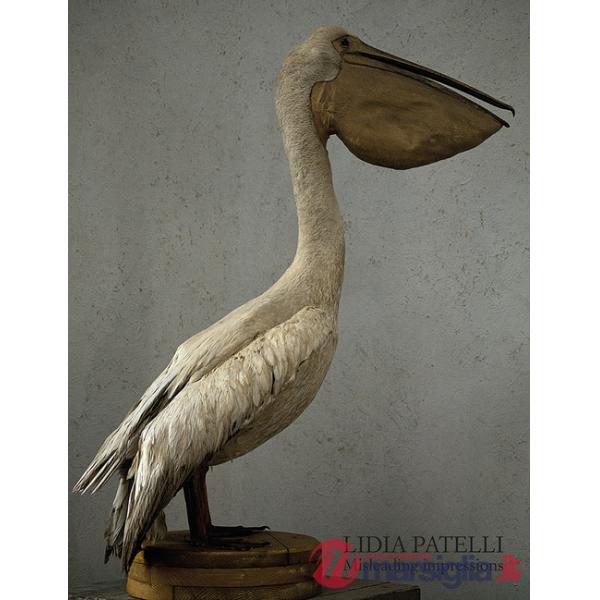 Lidia Patelli. Misleading impressions. Ediz. illustrata