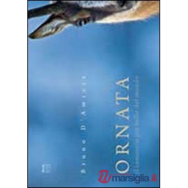 Ornata. Il camoscio più bello del mondo. Ediz. illustrata