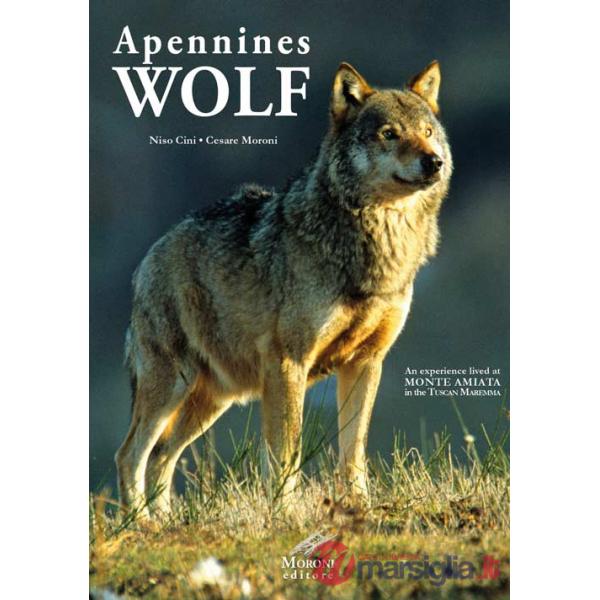 Appennines Wolf. An experience lived at Monte Amiata in the Tuscan Maremma