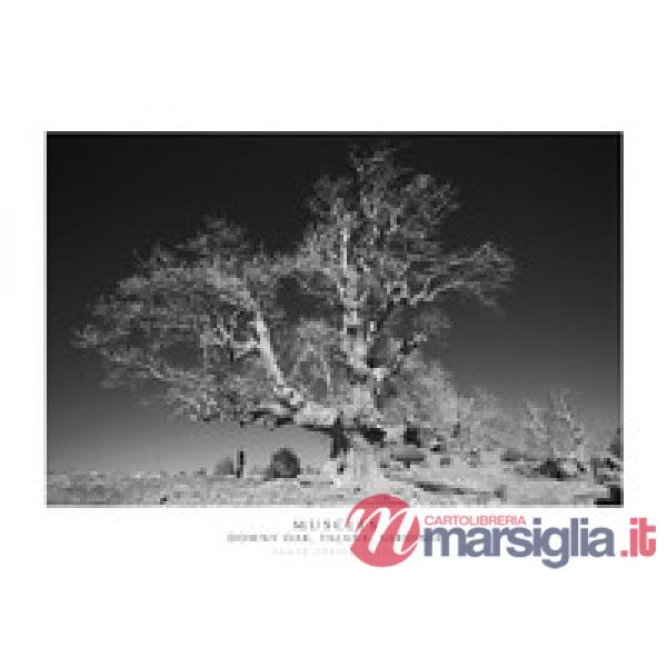 Muscles. Downy Oak, Talana, Sardinia. Ediz. italiana e inglese. Con stampa Fine Art