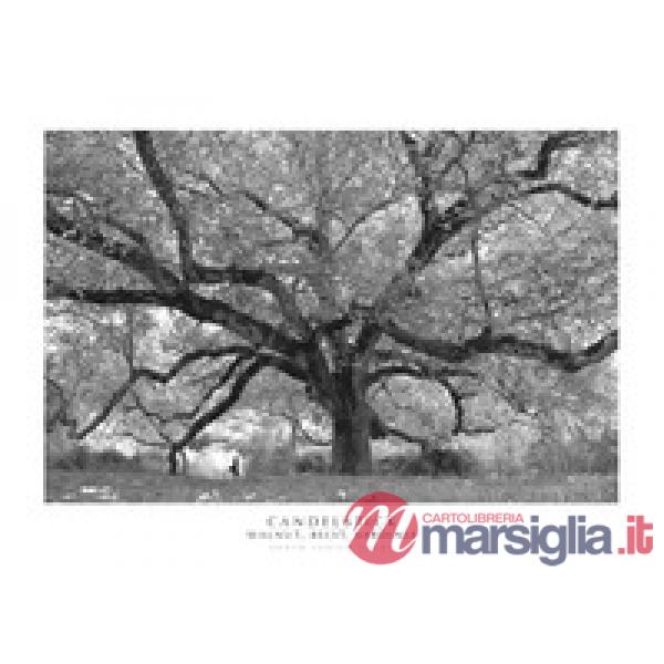 Candelstick. Walnut, Belvì, Sardinia. Ediz. italiana e inglese. Con stampa Fine Art