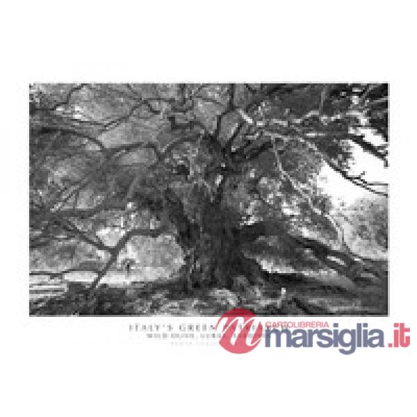 Italy's green patriarch. Wild olive, Luras, Sardinia. Ediz. italiana e inglese. Con stampa Fine Art