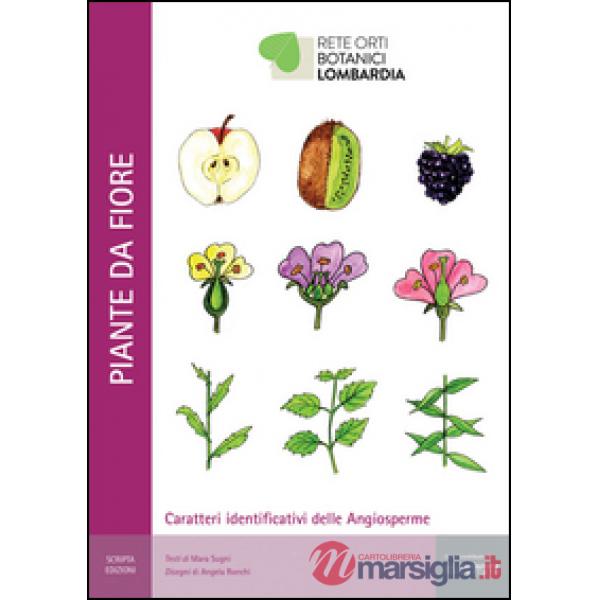 Piante da fiore. Caratteri identificativi delle angiosperme