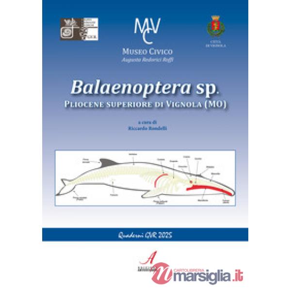 Balaenoptera sp. Pliocene superiore di Vignola (MO)