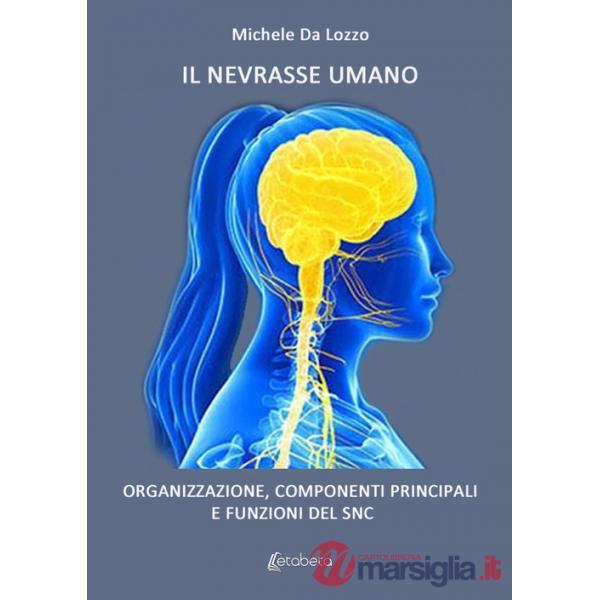 Nevrasse umano. Organizzazione, componenti principali e funzioni del SNC (Il)