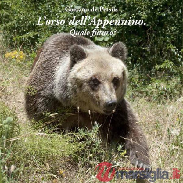 Orso dell'Appennino. Quale futuro? (L')