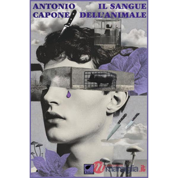 Sangue dell'animale (Il)