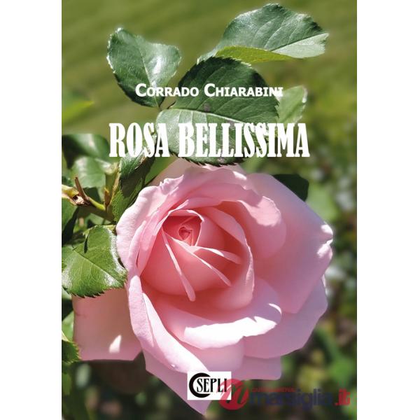 Rosa bellissima